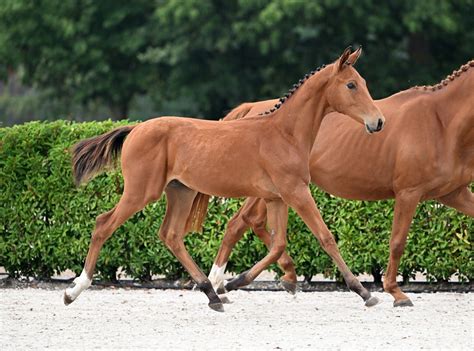 CHABAN Z - Grandson of 1m60 jumping TINKOUCHA HERO Z! | Zangersheide ...
