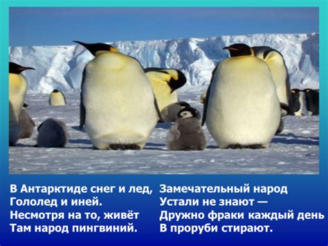 Презентация Антарктида 7 класс – скачать бесплатно pptx