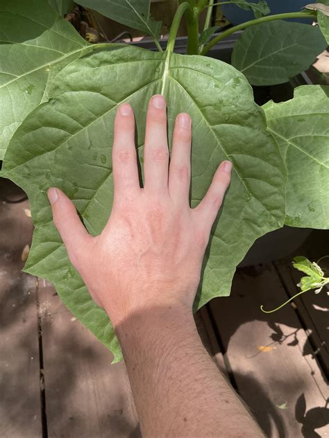 Datura metel : r/Datura