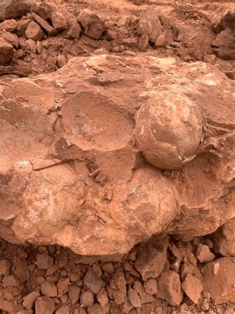 70-Million-Year-Old Fossilised Dinosaur Eggs Unveiled