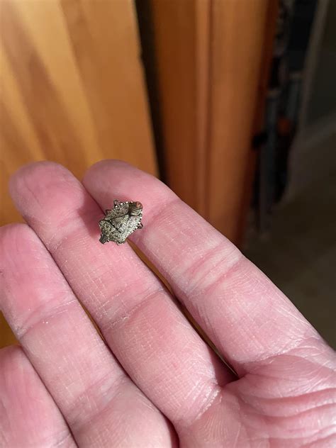 What is this and how do I get rid of them? Do I need a professional