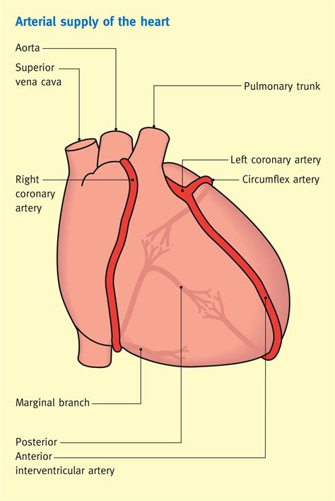 Four Major Coronary Arteries