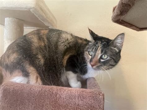 Cali – Female DSH Calico Declaw 13 Years – Foreclosed Upon Pets, Inc.