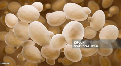 Saccharomyces Cerevisiae Дрожжей — стоковые фотографии и другие ...