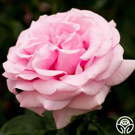 Frédéric Mistral Rose - Hybrid Tea - Exceptionally Fragrant – Heirloom ...