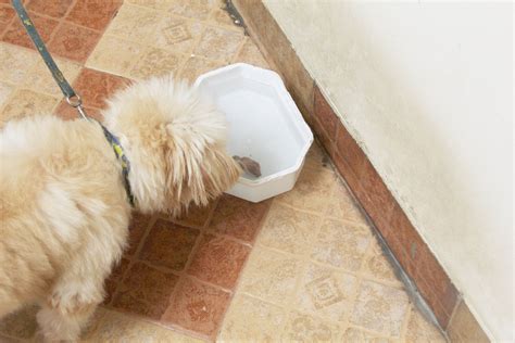 how to make your dog drink more water 7