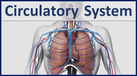 Human Organ Systems Part 4 - 3D Animation - Human Circulatory system ...