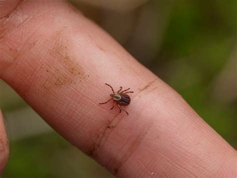 Scientists Map Genetics of Lyme Disease Bacteria, Aiding Research ...