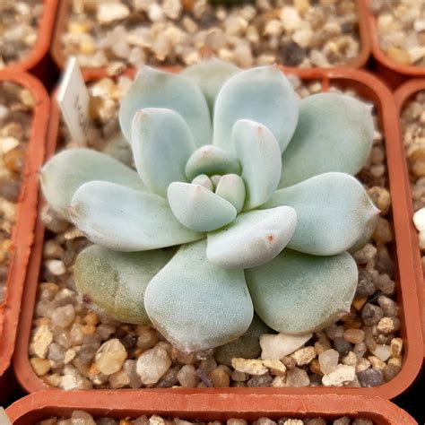 Echeveria 'Monroe Orange' — Cactus-shop