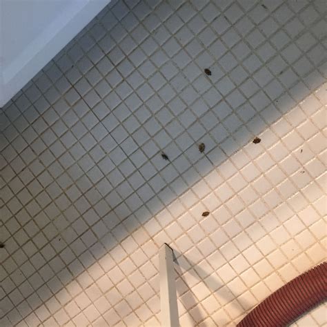 How To Keep Bugs Out Of Bathtub at William Noland blog