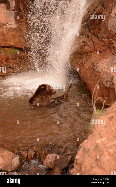 Brown Bear in waterfall Stock Photo - Alamy