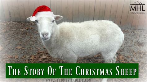 The Story Of The Christmas Sheep - My Homestead Life