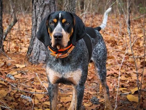 coonhound dog breed ukpets
