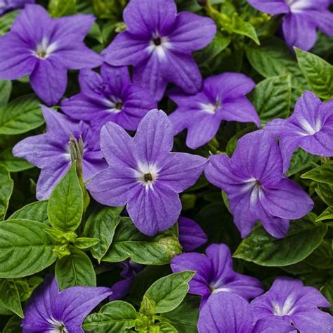 19 Amazing Annuals for Shade (Flowers & Foliage) | Garden Design