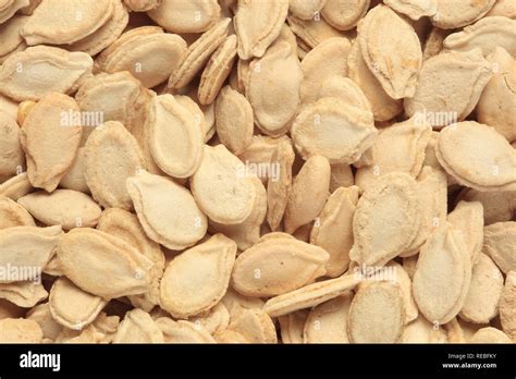 Winter Melon seeds (Benincasa hispida), medicinal plant Stock Photo - Alamy