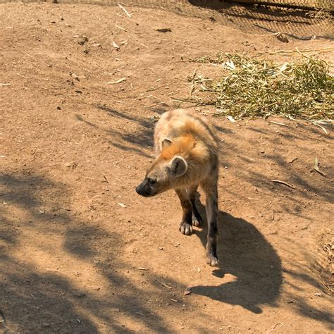 2014: Spotted hyena | Oakland Zoo, California. | shutter [o] bug | Flickr