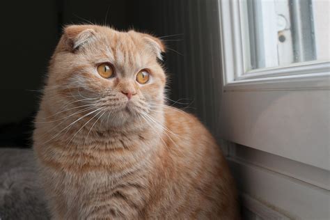 Фото шотландской вислоухой кошки (165 фотографий)