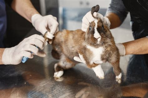 Rabbit Snuffles: Causes, Prevention, and Cure. - Rabbits Life