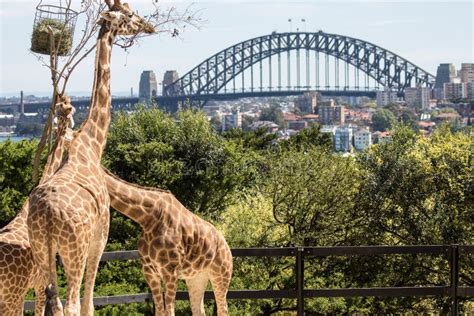 Giraffe`s Feeding at Taronga Zoo Sydney Australia Editorial Image ...