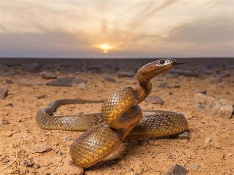 Inland taipan: up close and personal with the world’s most venomous ...