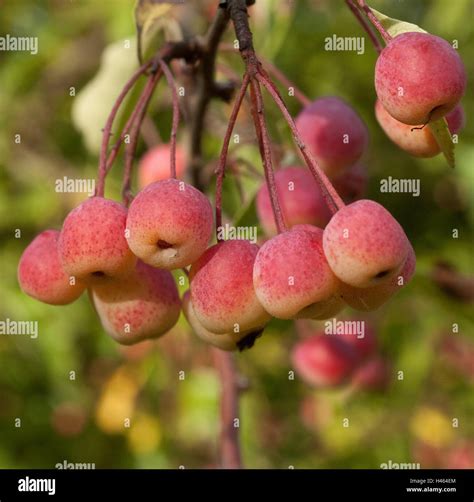 malus apple trees  courtney jacks blog