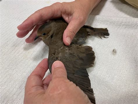 Mourning dove mistreated after car strike | Conservancy of Southwest ...