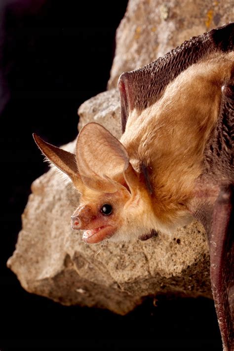 Antrozous pallidus - Bat Conservation International