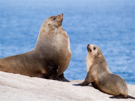 australian fur seal interesting animals