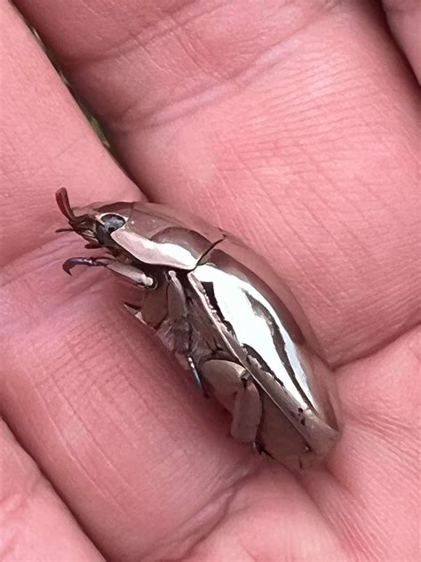 Man Finds An Incredible Beetle Who's Almost Too Stunning To Be Real