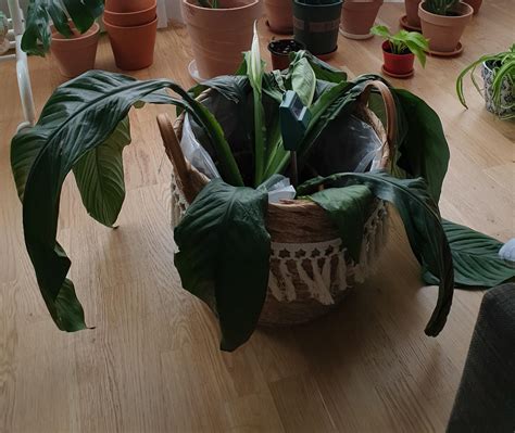 Sensation Peace Lily (With Pictures) - Perfect Peace Lily