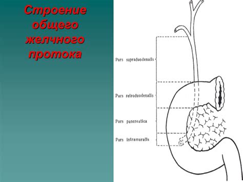 Топографическая анатомия и оперативные вмешательства на внепеченочных ...