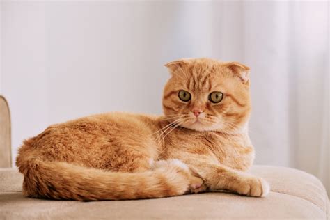 scottish fold cat breed info pictures traits facts vet reviewed