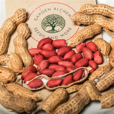 Ontario Peanuts | Garden Alchemy Seeds and More
