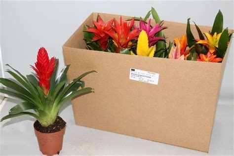 Kambarinis augalas, bromelija įvairių spalvų, vazonėlio skersmuo 12 cm ...