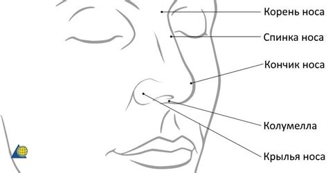 Реконструкция носа | NEOPLASTY