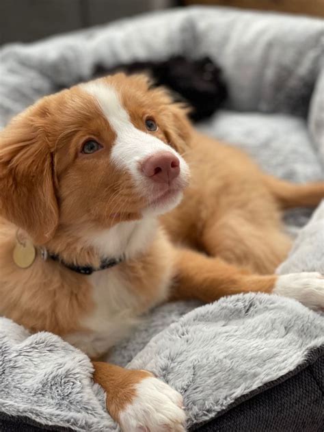 Новошотландский ретривер | Cute dogs, Baby dogs, Cute puppies
