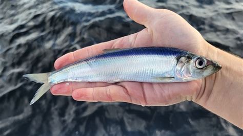 Herrings and Sprats (Family Clupeidae) · iNaturalist Canada
