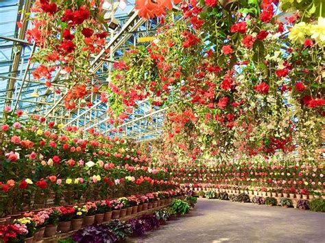 Nabana no Sato: Flowers & Lights Galore In This Seasonal Theme Park