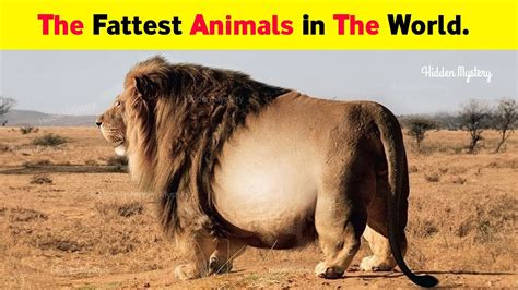 Fattest Animals in the World | 9 Fattest Animals Ever Seen - YouTube