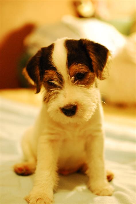 Here s some perfectly fluffy jack russell terriers you re welcome – Artofit