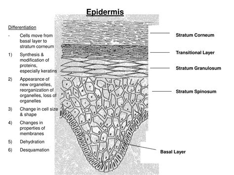skin structure powerpoint    id