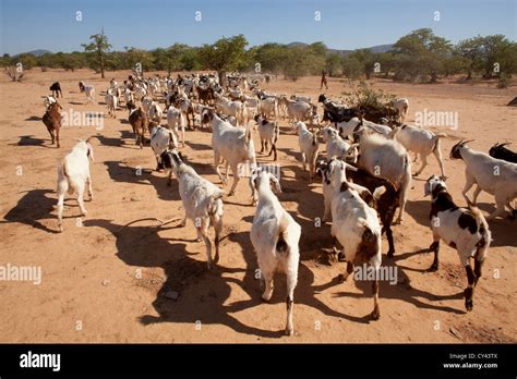 Himba tribe in Namibia Stock Photo - Alamy