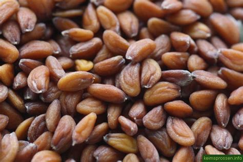 Кресс-салат семена BIO, 100г (Италия) купить в Москве по выгодной цене ...