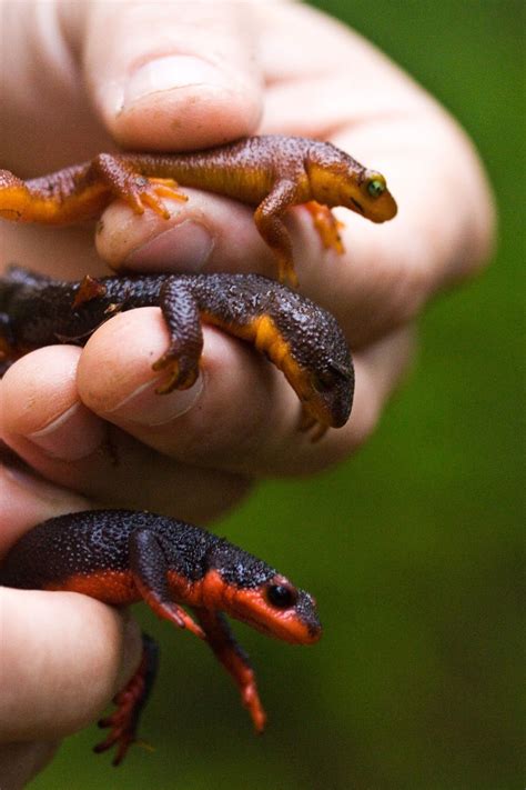 great crested newt   speciesofuk    april