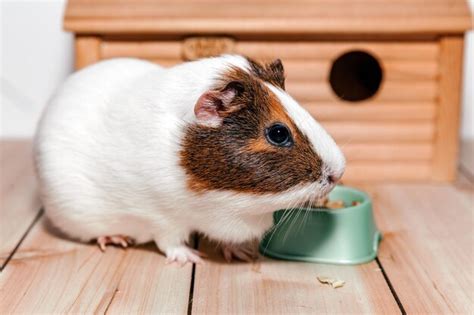 Premium Photo | A guinea pig eats food from a bowl near a wooden house