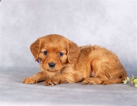 Scout - Miniature Golden Retriever Puppy For Sale in Pennsylvania