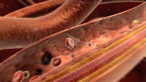 video blood flow science source images