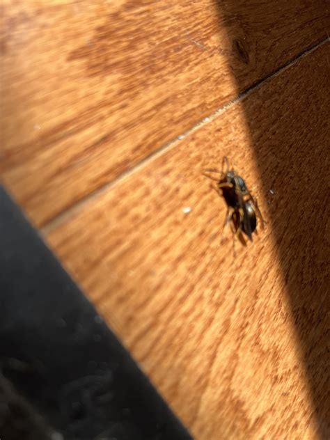 Can you identify what this flying wasp type bug is? : r/whatsthisbug