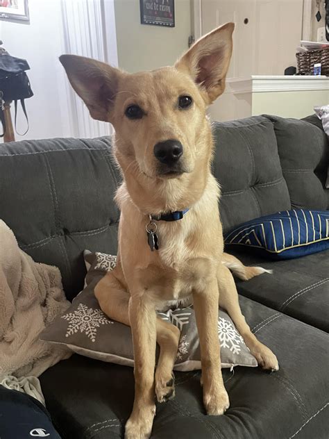 Australian Cattle Dog Lab Mix