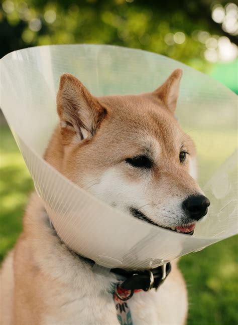 When Can Pets Get Spayed and Neutered? | Tips from the Lovet Blog
